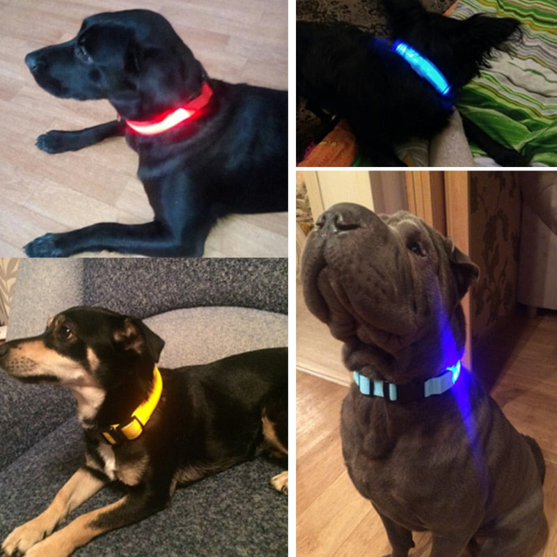 Coleiras de Led Para Cães e Gatos